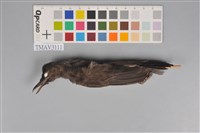 藏品(紅嘴黑鵯)的圖片